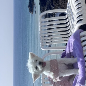 Smiling dog on a beach